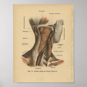Vintage 1888 German Anatomy Print Neck Muscles