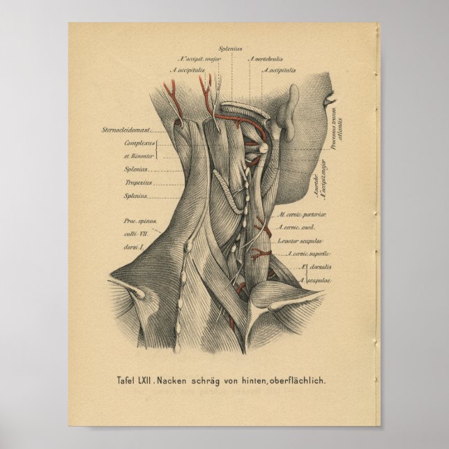 Vintage 1888 German Anatomy Print Neck Muscles (Front)