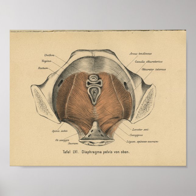 Vintage 1888 German Anatomy Print Pelvic Muscles (Front)