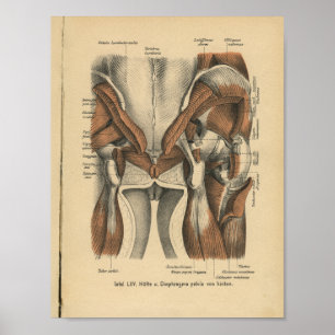 Vintage 1888 German Anatomy Print Pelvic Muscles