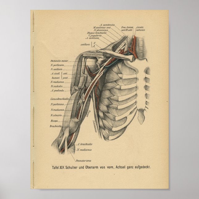Vintage 1888 German Anatomy Print Shoulder Arm (Front)