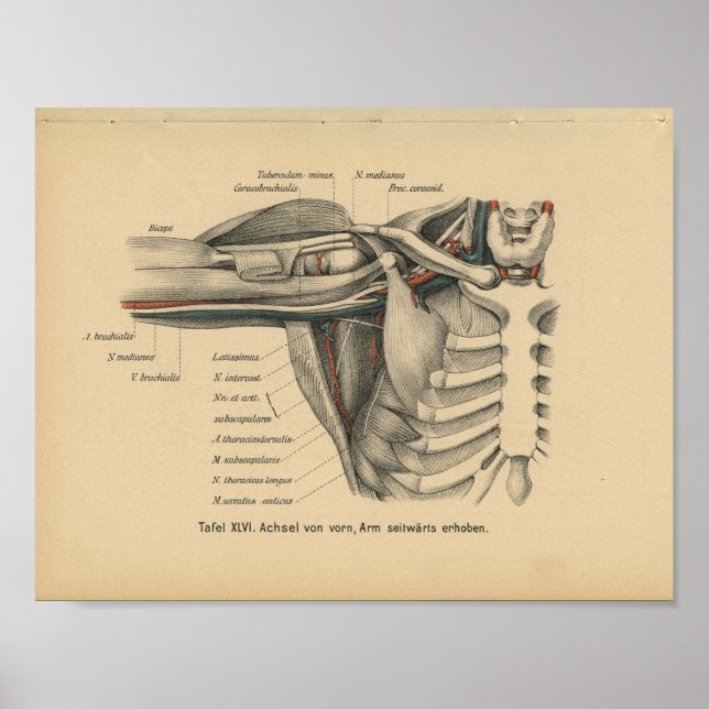 Vintage 1888 German Anatomy Print Shoulder Arm (Front)