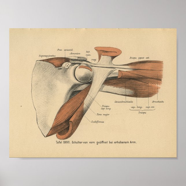 Vintage 1888 German Anatomy Print Shoulder Muscles (Front)