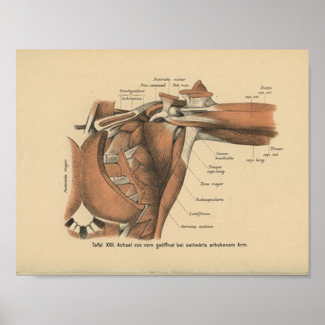Vintage 1888 German Anatomy Print Shoulder Muscles (Front)