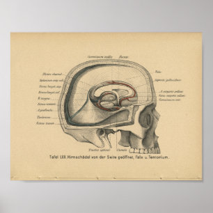 Vintage 1888 German Anatomy Print Skull