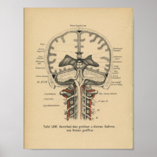 Vintage 1888 German Anatomy Print Skull Brain