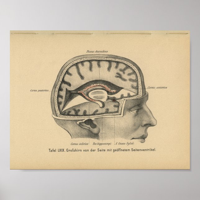Vintage 1888 German Anatomy Print Skull Brain (Front)