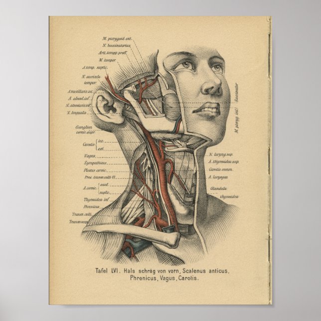 Vintage 1888 Human Anatomy Print Face Neck (Front)