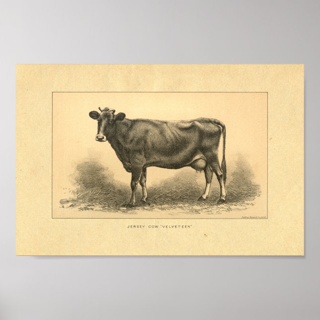 Vintage 1888 Jersey Cow Print (Front)
