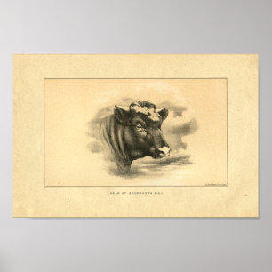 Vintage 1888 Shorthorn Bull Print