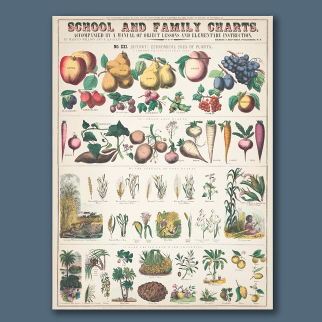 Vintage 1890 School Botanical Education Chart Photo Print (This vintage chart makes a great addition to your home or classroom!)