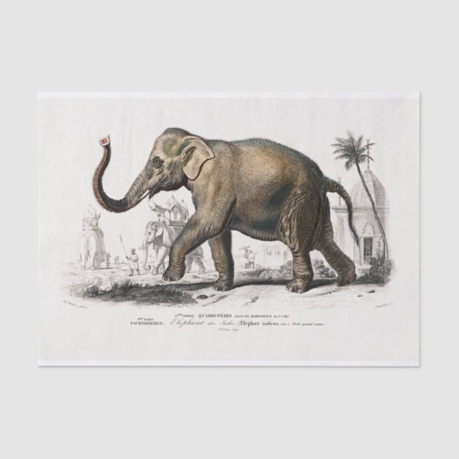 Vintage 1892 Asiatic Elephant Print Decoupage Tissue Paper (Front)