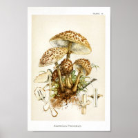 Vintage 1895 Mushrooms Brown Cap Art Print