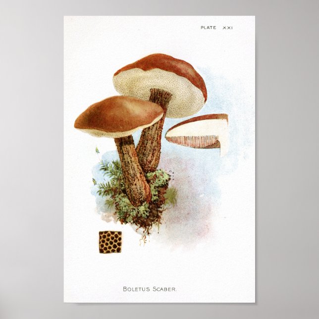 Vintage 1895 Mushrooms Brown Cap Art Print (Front)