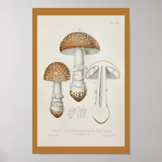 Vintage 1899 Mushrooms Brown Cap Art Print (Front)