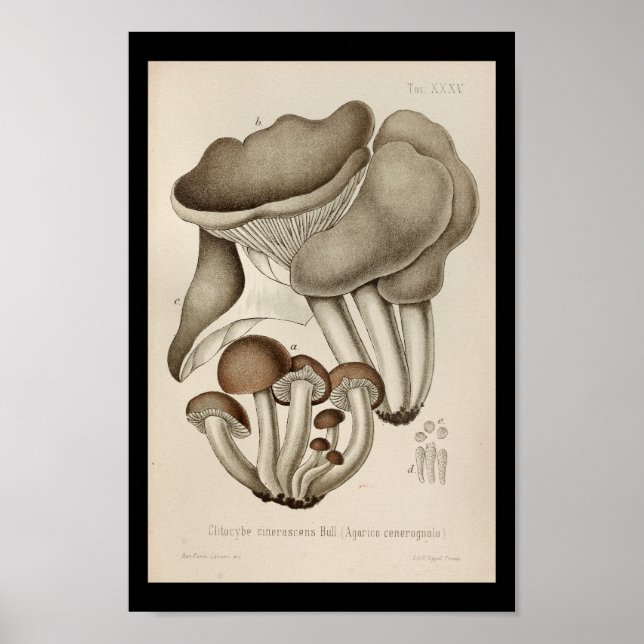 Vintage 1899 Mushrooms Brown Cap Art Print (Front)