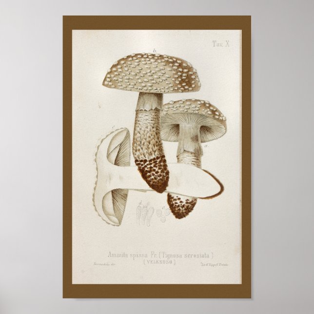 Vintage 1899 Mushrooms Brown Cap Art Print (Front)