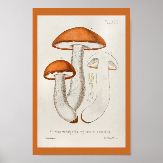 Vintage 1899 Mushrooms Brown Orange Art Print (Front)