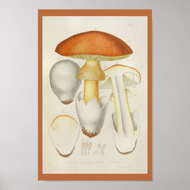 Vintage 1899 Mushrooms Orange Yellow Art Print (Front)