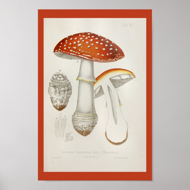 Vintage 1899 Mushrooms Red Yellow Art Print (Front)
