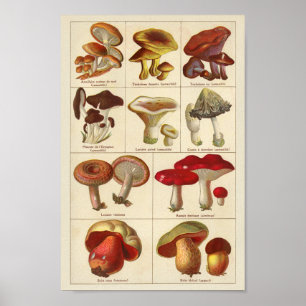 Vintage 1900 Mushroom Variety Red Yellow Print