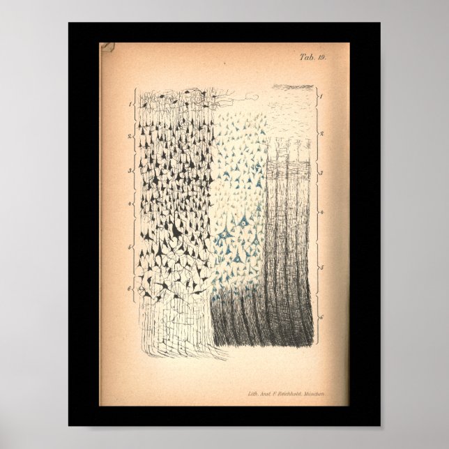 Vintage 1901 Brain Cells Anatomy Print (Front)