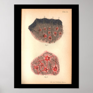 Vintage 1901 Brain Cells Anatomy Print