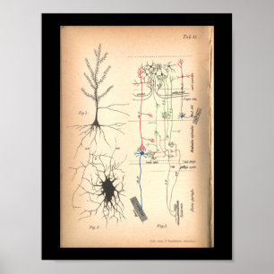 Vintage 1901 Nerve Neuron Anatomy Print