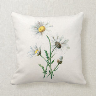 Vintage 1902 Daisies Old Wild Flower Illustration Cushion
