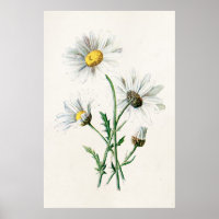 Vintage 1902 Daisies Old Wild Flower Illustration