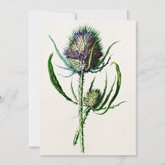 Vintage 1902 Old Scottish Thistle Wild Flower Card (Front)
