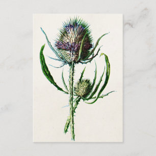 Vintage 1902 Old Scottish Thistle Wild Flower Card