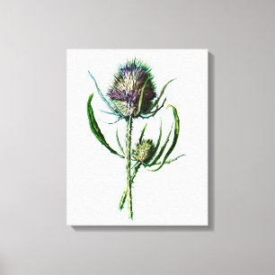 Vintage 1902 Scottish Thistle Antique Wild Flower Canvas Print