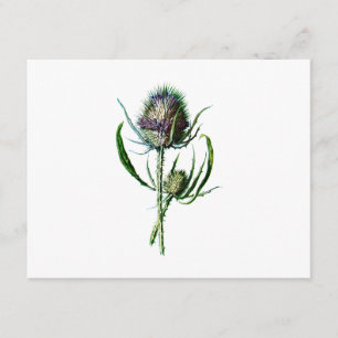 Vintage 1902 Scottish Thistle Antique Wild Flower Card