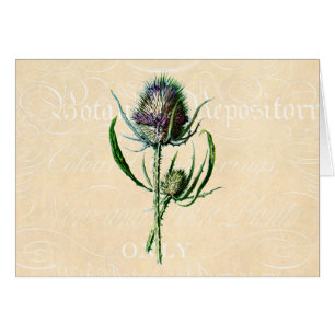 Vintage 1902 Scottish Thistle Antique Wildflower