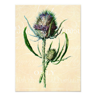 Vintage 1902 Scottish Thistle Antique Wildflower Photo Print