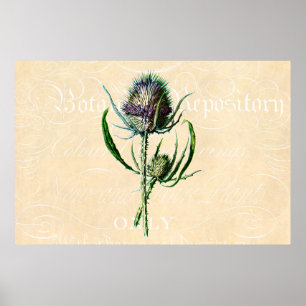 Vintage 1902 Scottish Thistle Antique Wildflower Poster