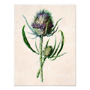 Vintage 1902 Scottish Thistle Old Wild Flower Photo Print