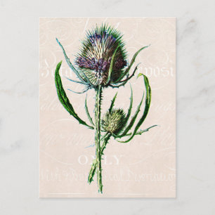 Vintage 1902 Scottish Thistle Old Wild Flower Postcard