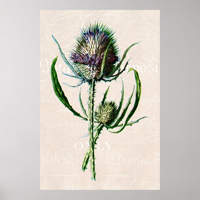 Vintage 1902 Scottish Thistle Old Wild Flower Poster (Front)