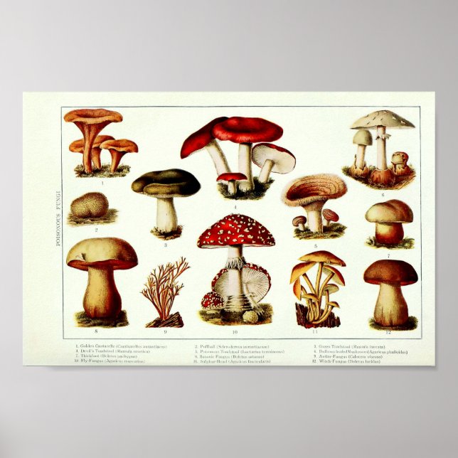 Vintage 1908 Poisonous Mushrooms Poster (Front)