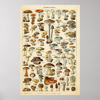Vintage 1909 Mushrooms Art by Adolphe Millot Poster