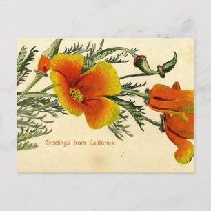 Vintage, 1910, Greetings from California Postcard