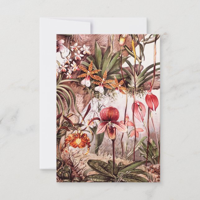 Vintage 1911 Orchid Flower Variety Illustration Card (Front)