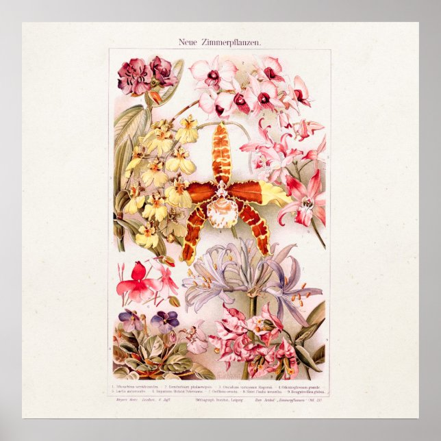 Vintage 1911 Pink Orchid Flower  Illustration Poster (Front)