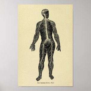 Vintage 1920 Nervous System Anatomy Art Print