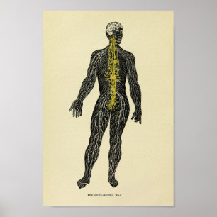 Vintage 1920 Sympathetic Nerves Anatomy Art Print