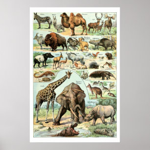 Vintage 1922 Wild Animals Poster