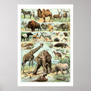 Vintage 1922 Wild Animals Poster