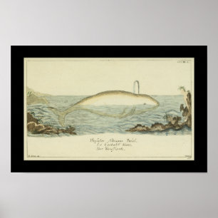 Vintage Abicans White Whale Print